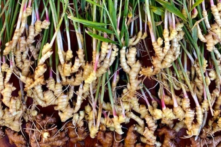 How to Grow Ginger: Tips for Success featured image