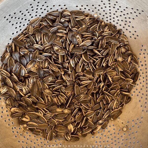 drain water but do not rinse sunflower seeds