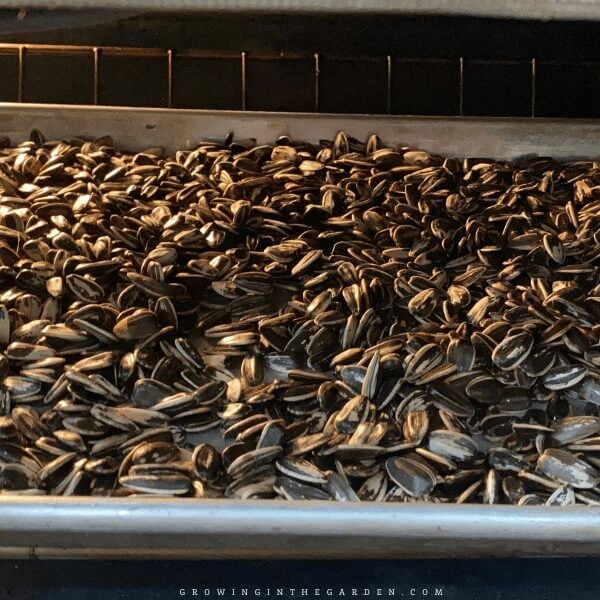 roast edible sunflower seeds on a baking sheet