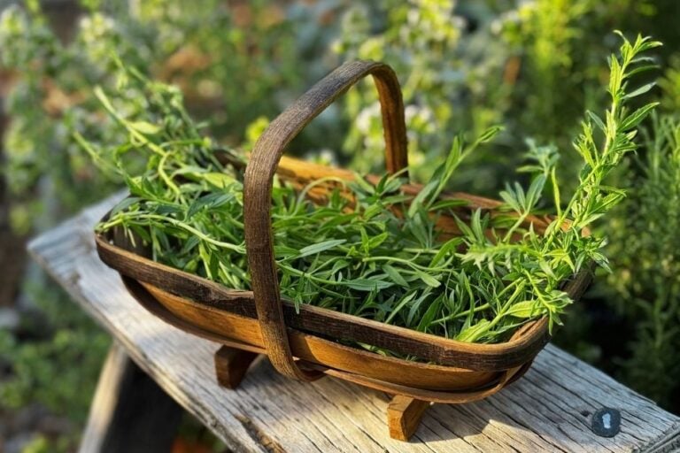 How to Grow Hyssop: Planting, Care & Uses featured image