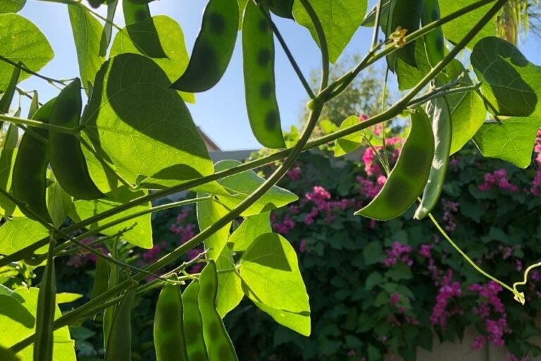 How to Grow Lima Beans: Complete Guide & Tips for Hot Climates featured image