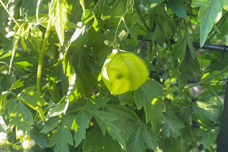 How to Grow Love in a Puff Vine featured image