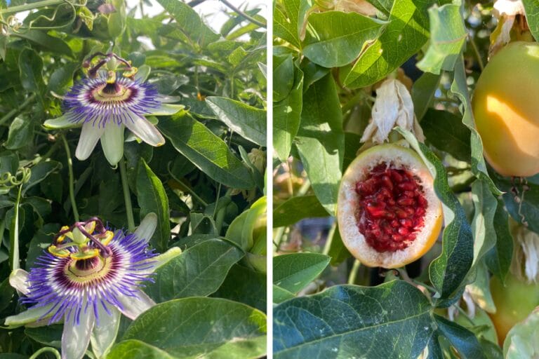How to Grow Passion Flower Vine featured image