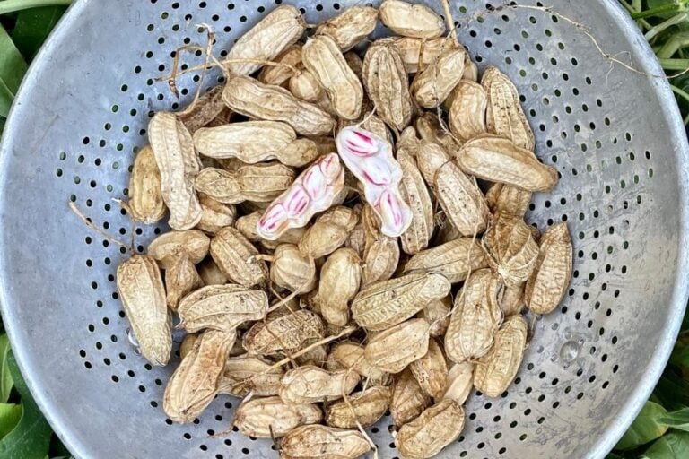 How to Grow Peanuts: Complete Guide & Tips for Hot Climates featured image