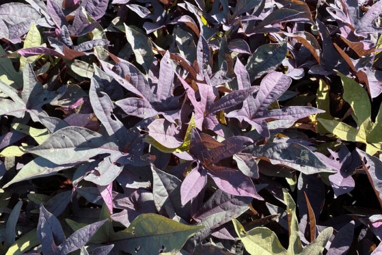 How to Grow Sweet Potato Vine featured image