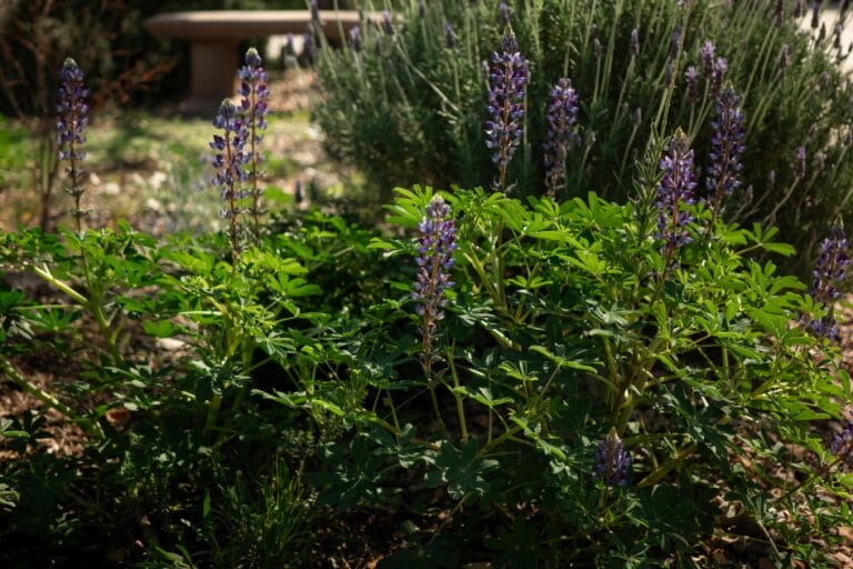 How to Grow Wildflowers featured image