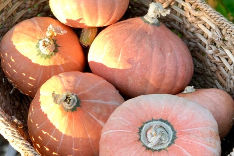 How to Grow Winter Squash featured image