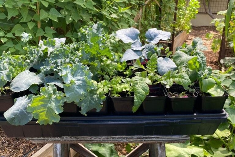 How to Harden Off Seedlings: Complete Guide & Tips featured image