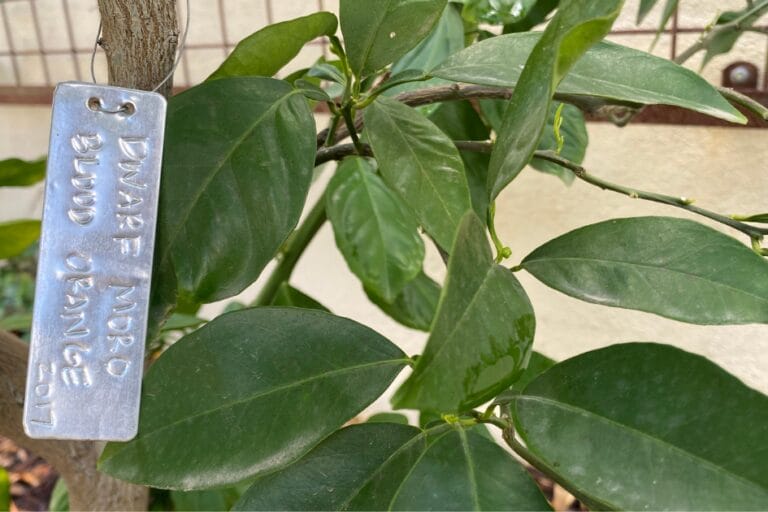 Labeling Trees: The Last Step in Planting featured image