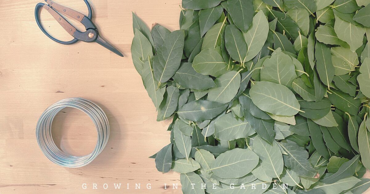 How to Make a Beautiful and Fragrant Bay Leaf Wreath
