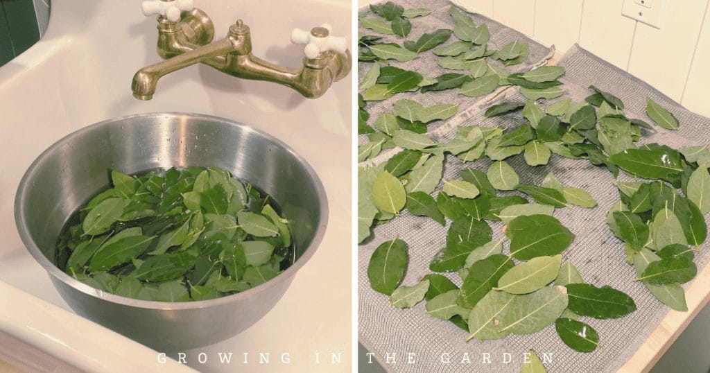 How to Make a Beautiful and Fragrant Bay Leaf Wreath