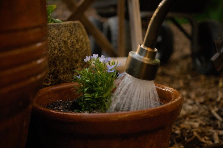 How to Plant Pots – Tips for Container Gardening featured image