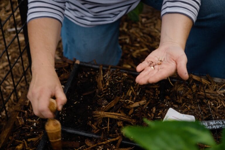 How to Plant Seeds Outside featured image