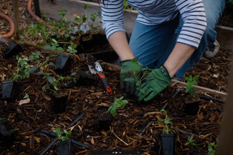 How to Plant Transplants featured image