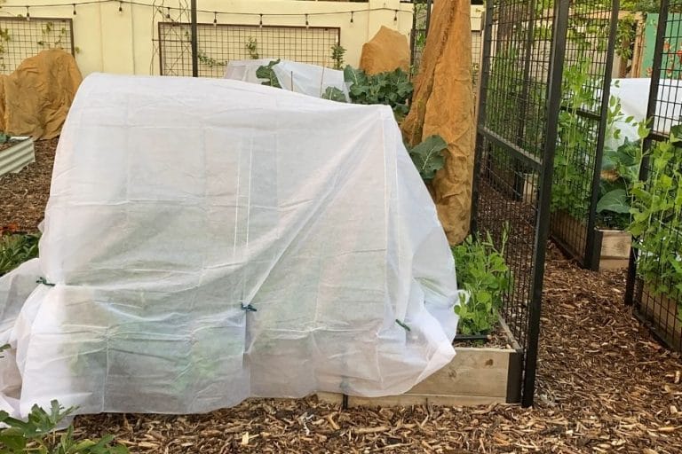 How to Protect Your Garden from Frost in Mild Winter Climates featured image