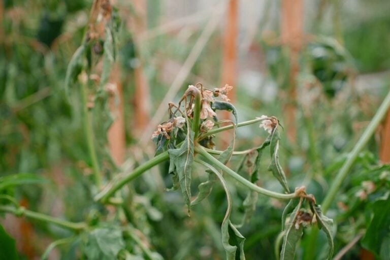 How to Prune Tomatoes, Peppers, and Eggplants After Winter featured image