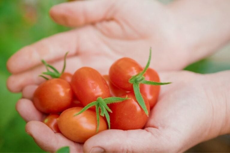 How to Revive and Prune Over-Summered Tomatoes in Arizona featured image