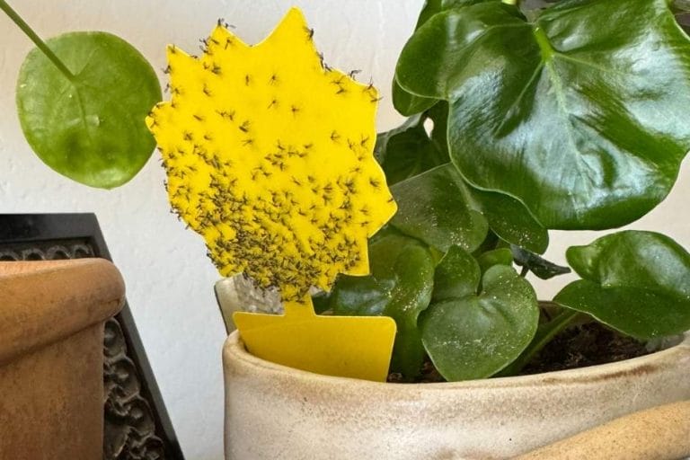 How to Treat and Prevent Fungus Gnats Indoors featured image