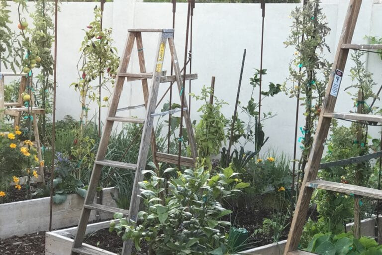 How to Use Ladders in the Garden featured image