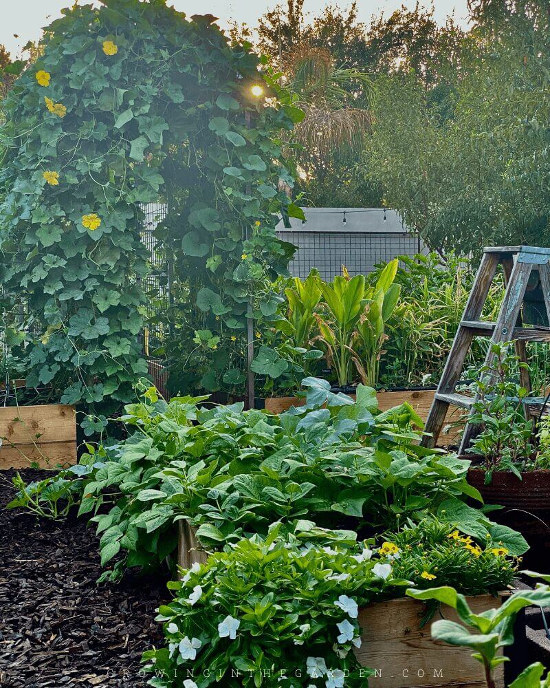 5 Tips for Successful Companion Planting