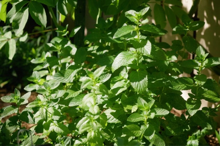 Growing Mint featured image