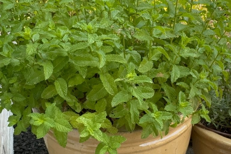 Invasive Mint: How to Prevent Mint from Spreading featured image