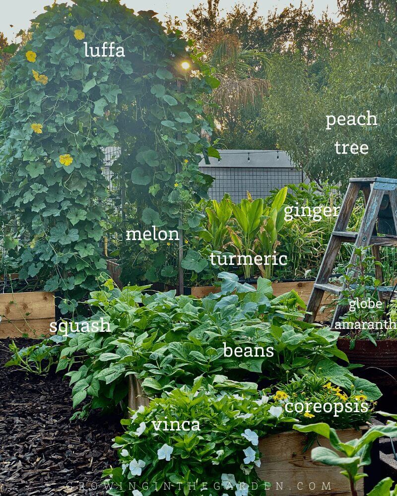 5 Tips for Successful Companion Planting