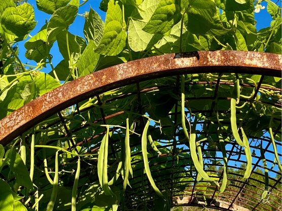 Kentucky Wonder Pole Bean featured image
