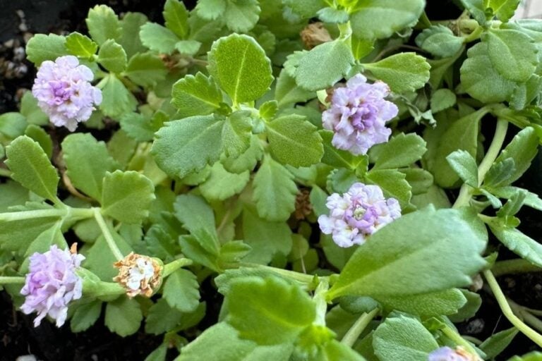 Kurapia: A Low-Water Lawn Alternative for Desert Gardens featured image