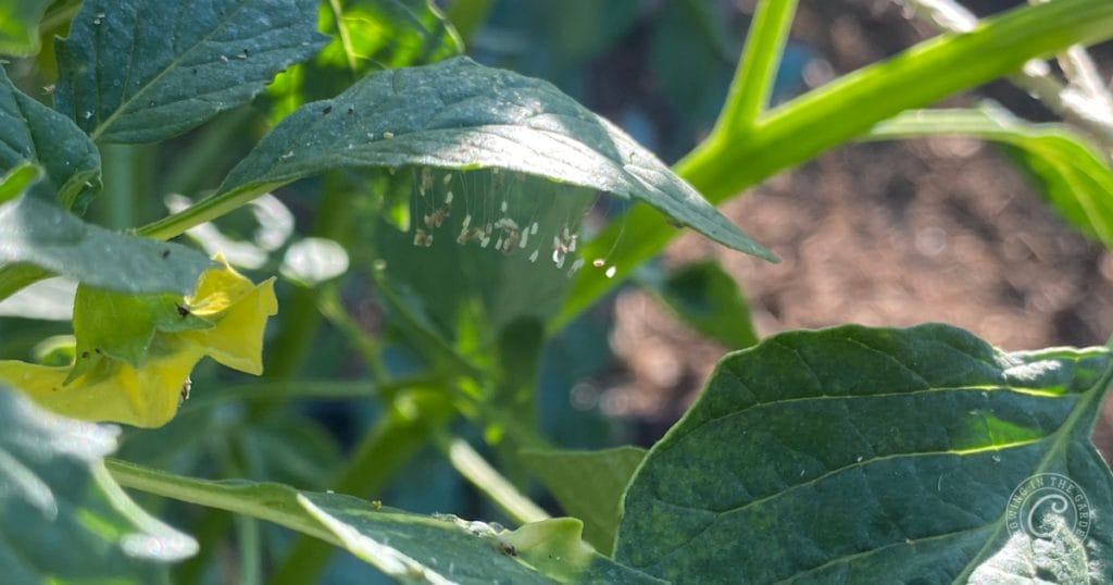 Lacewing eggs on tomatillo with cucumber beetles