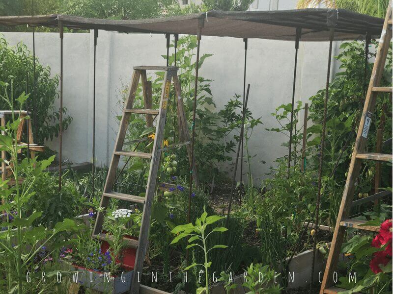 Ladders in the Garden #verticalgardening #verticalgarden #rustic #antique #repurpose #reuse #gardening #ladder