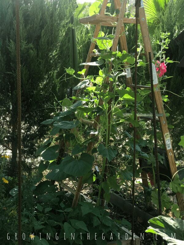 Ladders in the Garden #verticalgardening #verticalgarden #rustic #antique #repurpose #reuse #gardening #ladder