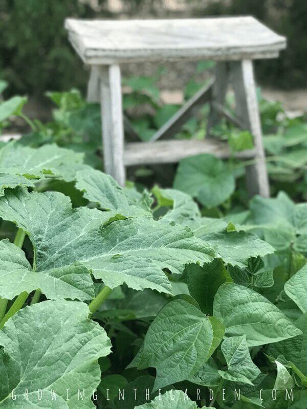 Ladders in the Garden #verticalgardening #verticalgarden #rustic #antique #repurpose #reuse #gardening #ladder