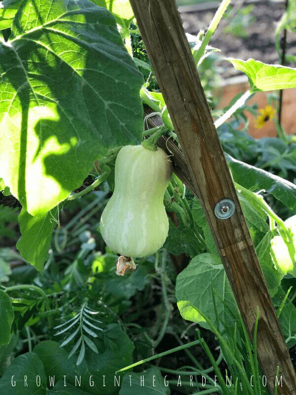 Ladders in the Garden #verticalgardening #verticalgarden #rustic #antique #repurpose #reuse #gardening #ladder