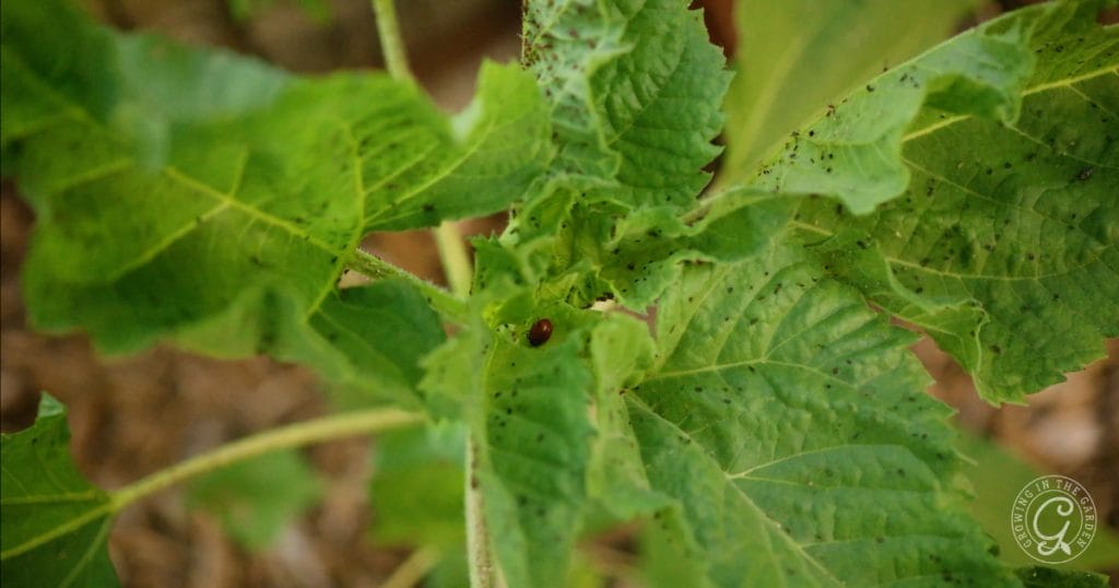 Ladybug on aphid infested sunflower