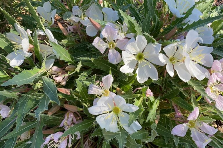 Lawn Alternatives: 10 Low-Water-Use Groundcovers for Hot Climates featured image