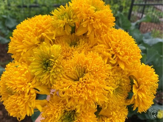 Mission Giant Marigold featured image