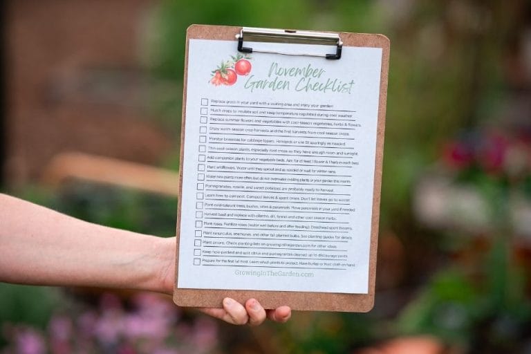 November Desert Gardening featured image