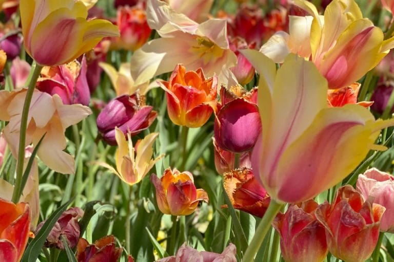 Order Bulbs for Fall Planting: Plan Your Fall Garden Now featured image