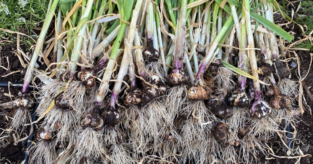 Order Bulbs for Fall Planting: Start Planning Your Fall Garden Now