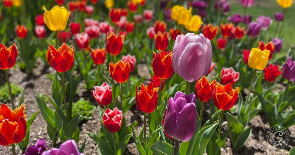 Order Bulbs for Fall Planting: Start Planning Your Fall Garden Now