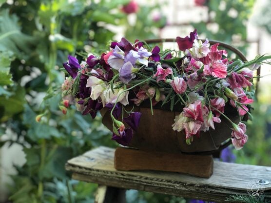 Perfume Delight Sweet Pea featured image