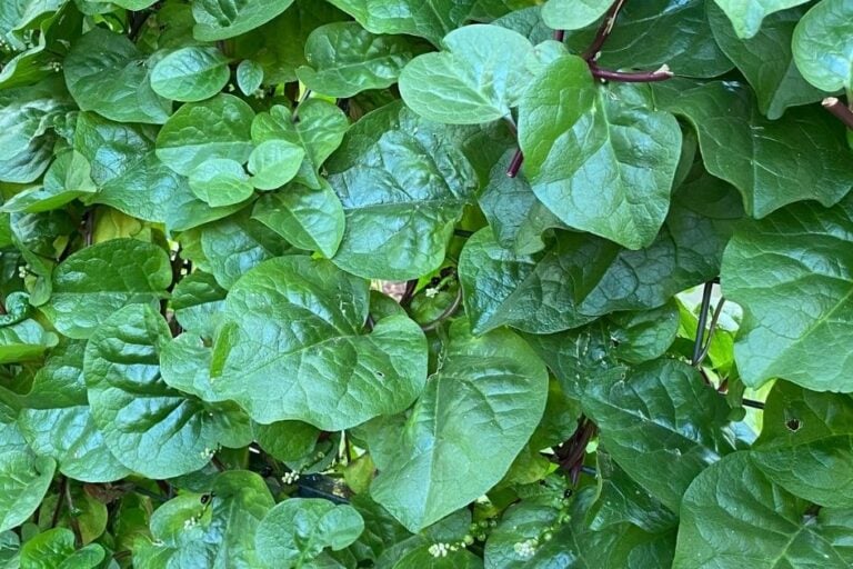 Plant Malabar Spinach: Growing Basella Spinach featured image