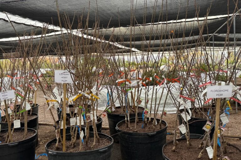 Planting Bare Root & Container Fruit Trees: A Step-by-Step Guide featured image
