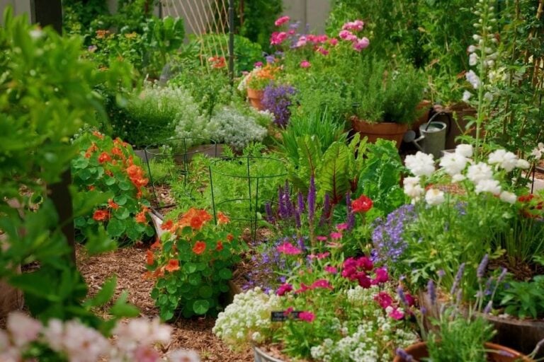 Planting for Pollinators: Create an Insectary Garden Anywhere featured image