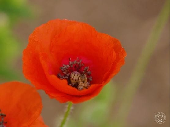 Shirley Poppy featured image