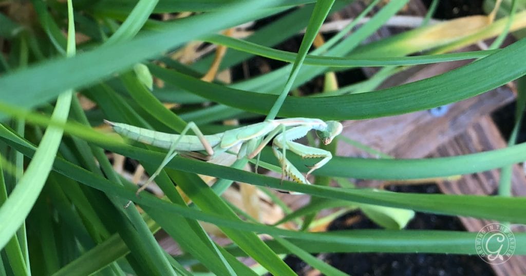Gardening for Beginners: Beneficial Insects as Pest Control&nbsp;
