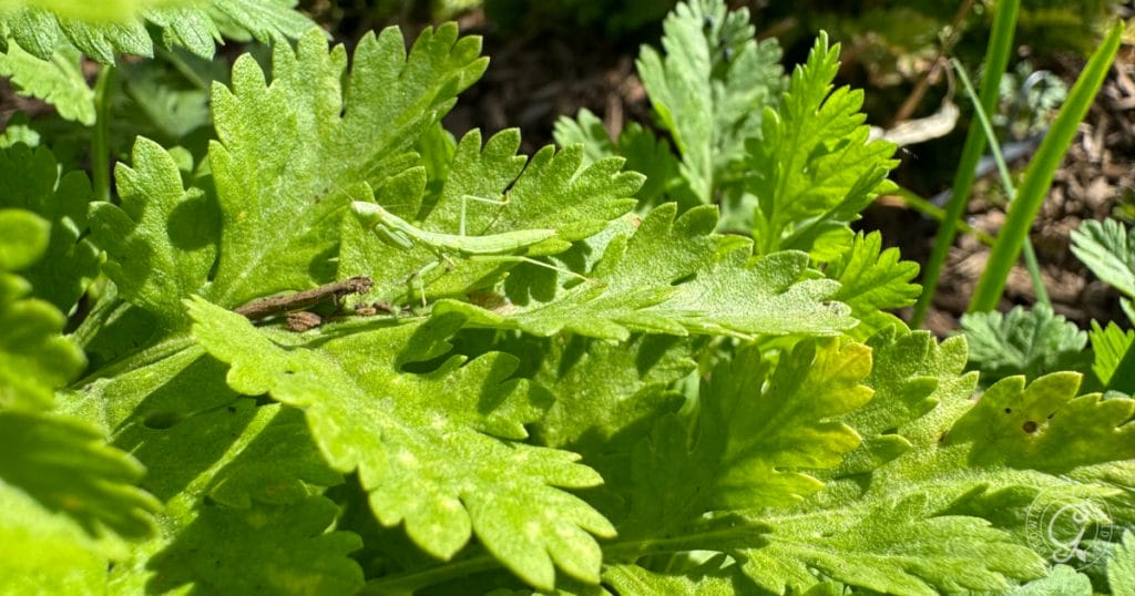 Praying mantis on feverfew
