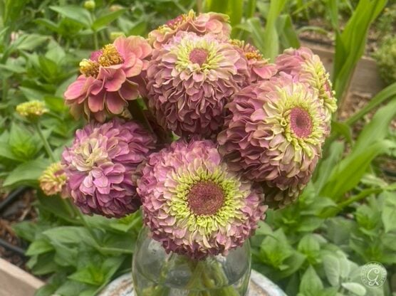 Queeny Orange Lime Zinnia featured image