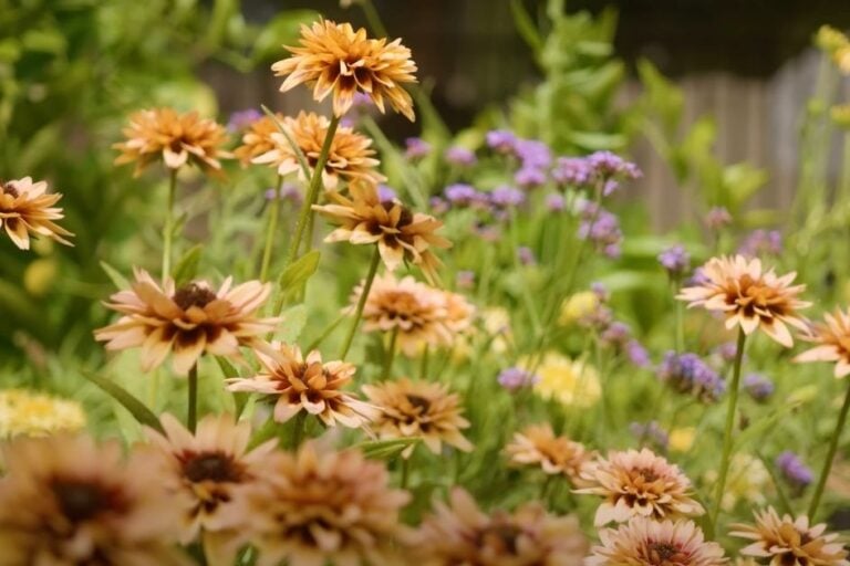 Flowers That Love Hot Summers: Top Ten Picks featured image